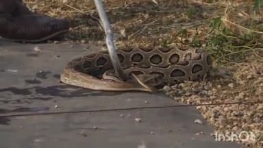 कुरवाई: सिरोंज रोड पर स्थित फार्म हाउस से स्नैक सेवर परवेज ने एक जहरीले सर्प का किया रेस्क्यू, सुरक्षित जंगल में छोड़ा