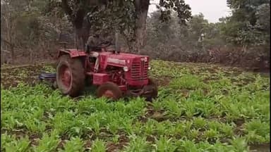हज़ारीबाग: मूर्तिया कला के आंजन जंगल विभाग की बड़ी कार्रवाई, 8 एकड़ में लगे अफीम की खेती को किया गया नष्ट