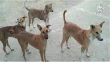 सारवां: आवारा कुत्तों ने प्रखंड क्षेत्र सारवां में हमला कर पांच लोगों को किया जख्मी