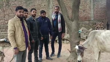 सवायजपुर: पलिया गांव में समाजसेवियों ने घायल गाय का कराया उपचार, कई दिनों से तड़प रही थी गाय