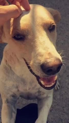 ગોંડલ: સુલતાનપુરમાં દોઢ વર્ષના બાળકને શ્વાન કરડી જતા સારવાર અર્થે ખસેડાયો