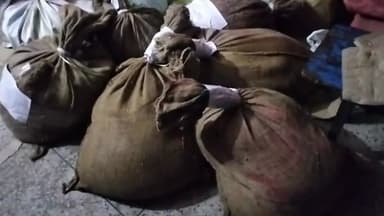 नरकटियागंज: नरकटियागंज के बेलबनिया गांव में पुआल में छुपा कर रखे 300 लीटर शराब को पुलिस ने किया जब्त करने