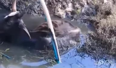 आरोन: आरोन में गुना रोड पर सड़क किनारे गड्ढे में पानी पीने गई गाय दलदल में फसी, जनसेवा टीम के सदस्यों ने बाहर निकाला