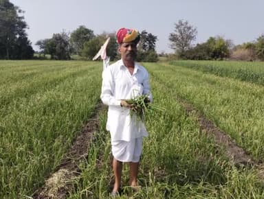 उन्हेल नागेश्वर में कोहरा और धुंध की वजह से धनिया प्याज लहसुन की फसल के साथ गेहूं में आया पीलिया किसान हुए मायुस