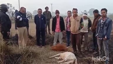 बिधूना: नगला मोहन गांव में घास चरते समय तीन बकरियों की हुई मौत, 37 बकरियां हुई बीमार