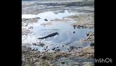 गुना: लहरघाट गांव की सिंध नदी में दिखा मगरमच्छ; ग्रामीण और किसानों में डर का माहौल. जिला प्रशासन से की पकड़ने की अपील