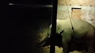 हज़ारीबाग: हाथियों के झुंड ने मचाया उत्पात, रौवता गांव में पांच और लुकुईया में एक घर किया ध्वस्त