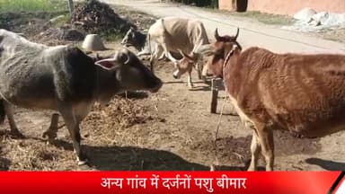 रॉबर्ट्सगंज: नगवा ब्लॉक के चौरा गांव में अज्ञात बीमारी से पांच पशुओं की मौत, अन्य गांवों में भी  दर्जनों पशु बीमार