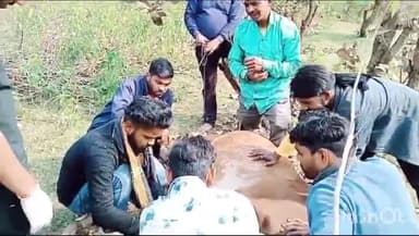 गुना: कंचनपुरा के जंगल में पैर बंधे हुए मिले 12 गाय-बछड़े, पुलिस की मौजूदगी में गो सेवकों ने कराया मुक्त