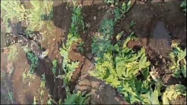 हज़ारीबाग: पुलिस ने ढोढ़िया एवं दुरागडा में लगभग 90 से 100 एकड वन क्षेत्र भूमि पर लगे अफीम को ट्रैक्टर लगाकर सम्पूर्ण विनिष्ट  किया