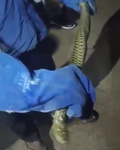 होशंगाबाद नगर: नर्मदापुरम के आनंद नगर स्थित पोस्ट ऑफिस कॉलोनी में निकला चेकर्ड कीलबेक स्नेक सांप, सर्प मित्र ने किया सुरक्षित रेस्क्यू