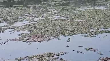 मंदसौर: शिवना नदी करोड रुपए लगाने के बाद भी नहीं हुई शुद्ध,जनप्रतिनिधियों पर लगाए कई गंभीर आरोप समाजसेवी सत्येंद्र सिंह सोम ने