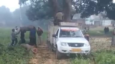 फूलपुुर: बनवारीपुर में हरे पेड़ों का कटान जारी डीएफओ प्रयागराज से शिकायत