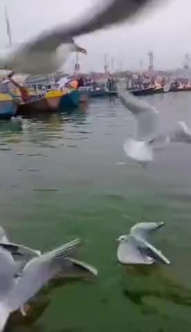 17 #जनवरी... #प्रयागराज_संगम...............
#ख्वाहिश_इन_नन्हें_परिंदे_बनने_की_है
     #जो_सात_समंदर_पार_कर_आने
       #वाले_इस_विशाल_आसमान_में_भी
       #अकेले_दम_भरने_की_हिम्मत_रखते_हैं