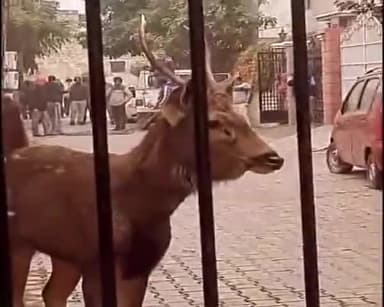 ਪਟਿਆਲਾ: ਲਹਿਲ ਕਲੋਨੀ ਵਿੱਚ ਦੇਖਿਆ ਗਿਆ ਬਾਰਾ ਸਿੰਘਾ, ਇਲਾਕੇ ਵਿੱਚ ਮੱਚਿਆ ਹੜਕੰਪ