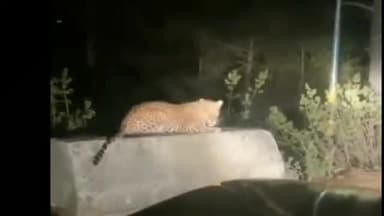 कांकेर: कांकेर के ग्राम डुमाली मार्ग में दिखा तेंदुआ, वीडियो हो रहा वायरल