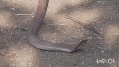 कुरवाई: ग्राम पंचायत रूसिया के पास स्तिथ एक मकान से स्नेक सेवर परवेज ने जहरीले सर्प का किया रेस्क्यू, सुरक्षित जंगल में छोड़ा