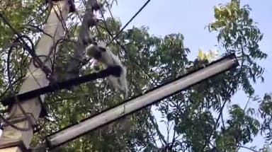 मंदसौर: 500 क्वार्टर क्षेत्र में विद्युत पोल पर करंट लगने से एक बंदर की हुई दर्दनाक मौत विधि विधान से किया गया अंतिम संस्कार