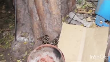 कुरवाई: सिरोंज रोड स्थित फार्म हाउस से स्नेक सेवर परवेज ने विशाल अजगर सर्प का किया रेस्क्यू, सुरक्षित जंगल में छोड़ा