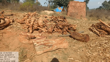 सिंगरौली: हर्रहवा गाँव में वन विभाग ने तस्करी के लिये छिपायी गयी 317 नग खैर की लकड़ी जप्त कर की कार्यवाही, DFO ने दी जानकारी