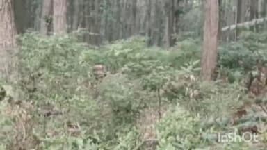 कलसी: वन्य जीव के शिकार के बाद हरकत में आया वन विभाग, टिमली गांव व रिजर्व फॉरेस्ट में वन विभाग की टीम ने की गश्त