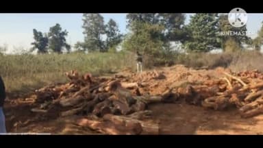 सिंगरौली: जिले में खैर की लकड़ी की तस्करी जोरों पर; उर्ती के बाद हर्रहवा में राजस्व जंगल विभाग ने की कार्रवाई, लकड़ी की ज़ब्त