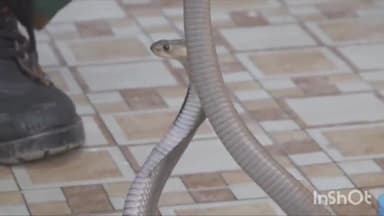 कुरवाई: सिरोंज चौराहा स्तिथ मकान से स्नेक सेवर परवेज ने जहरीले सर्प का किया रेस्क्यू, सुरक्षित जंगल में छोड़ा