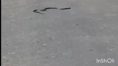 मैनपुरी: एलाऊ क्षेत्र में सड़क पर अचानक से सांप निकलने से मचा हड़कंप, आवागवन रहा बाधित