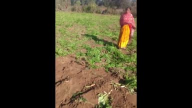 चतरा: चतरा जिला के सिमरिया प्रखंड के केंदु गाँव मे:
हाथियों के झुंड ने फासलो को रोइंद, एवं घर को किया छतिग्रेस्#Falak#PRINCE#