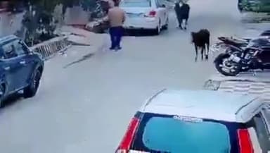 यूपी के बरेली में रिटायर्ड बैंक कर्मचारी कृष्णानंद पांडेय मॉर्निंग वॉक पर निकले थे। सांड़ ने पांडेय जी को पटककर मार डाला