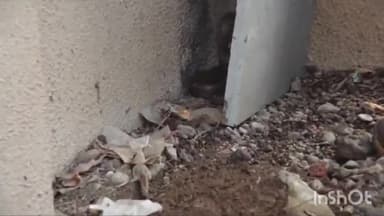 कुरवाई: मेहलूआ चौराहे के समीप स्थित मकान से सर्प मित्र परवेज ने कोबरा सर्प का किया रेस्क्यू, सुरक्षित जंगल में छोड़ा