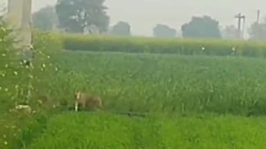 चरखी दादरी: मकड़ाना-चिड़िया की सीमा पर तेंदूआ देखे जाने की सूचना व वीडियो सोशल मीडिया पर तेजी से वायरल,हकीकत है या अफवाह पुष्टि नहीं