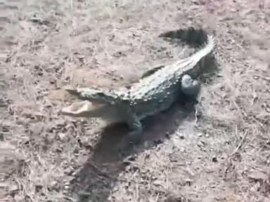 रावतभाटा: भोजन की तलाश में कुएं में जा गिरा मगरमच्छ , 2 घण्टे की कड़ी मशक्कत कर निकाला गया सुरक्षित बाहर