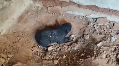 कांकेर: ग्राम डुमाली के सुने जर्जर मकान में घुसा मादा भालू व एक शावक