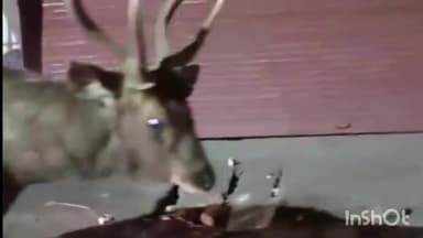 हरिद्वार: ज्वालापुर स्थित नाथनगर में जंगल से निकल कर पहुंचा बारहसिंघा, वन विभाग ने किया रेस्क्यू