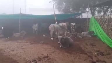 शिकोहाबाद: राही गेस्ट हाउस अस्थायी गौशाला में गायों की दुर्दशा एसडीएम के निरक्षण के बाद भी नही सुधरे हाल