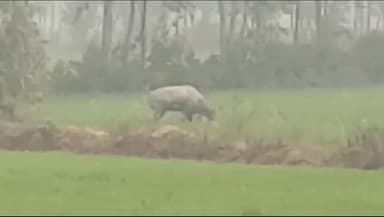 मुरादाबाद: थाना मूंढापांडे क्षेत्र की ग्राम पंचायत सिरसाखेड़ा गांव के खेतो में दिखा तेंदुआ इलाके में मचा हंडकंप