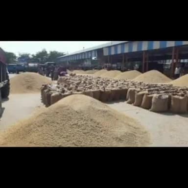 किसानों ने मचाई हाय-तौबा, फसल बिकी जेब खाली जिला सहकारी केन्द्रीय बैंक में नहीं मिल रहा भुगतान।