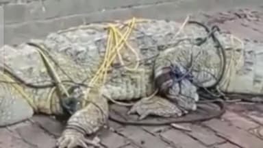 कानपुर: अस्पताल घाट में गंगा पार क्रिकेट खेल रहे लड़कों ने पकड़ा मगरमच्छ, वन विभाग को दी सूचना