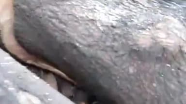 फूलपुुर: 40 नम्बर गोमती के पास 6 हरे पेड़ काटने पर 5 लोगों के ख़िलाफ पुलिस ने किया मामला दर्ज