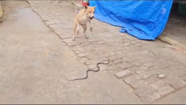 श्रावस्ती में कुत्तों और साँप के बीच हुई लड़ाई, घर मे साँप निकलने से मचा हड़कंप, कुत्तों से हारता नजर आया साँप।