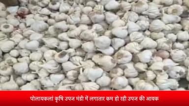 पोलायकलां: पोलायकलां कृषि उपज मंडी में लगातार कम हो रही उपज की आवक, सिर्फ 630 कट्टे ही हुई उपज की आवक