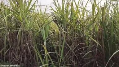 पुरनहिया: चीनी मिल का पर्ची नहीं मिलने से पुरनहिया प्रखंड के गन्ना किसान परेशान।