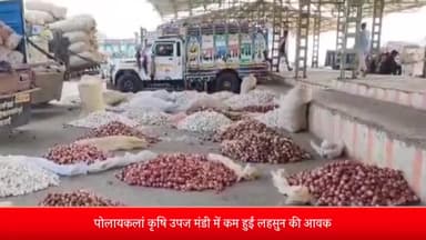 पोलायकलां: पोलायकलां कृषि उपज मंडी में प्याज 900 कट्टे, लहसुन 25 कट्टे हुई आवक