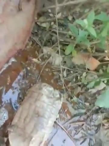 उदवंत नगर: महत्वनिया से पुलिस ने छापेमारी कर 55 लीटर देशी महुआ शराब बरामद किया