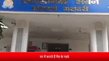 बरेली: बारादरी थाना क्षेत्र के कटकुईया का रहने तीन लोग घर में काट लेते हैं भैंस कै पडडे मुकदमा दर्ज