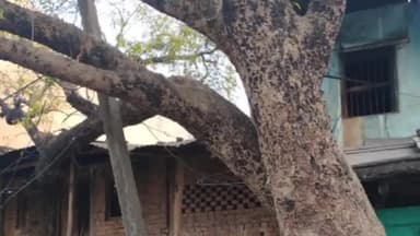 चांपा: चांपा के बिजली विभाग को किसी बड़ी दुर्घटना का इंतजार, गिर रहे विद्युत खंभे को शिकायत के बाद भी हटाने की नहीं है फुर्सत।