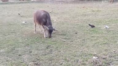 সাপেখাতী: নগাকটা বলমীত গৰু চোৰৰ 
উপদ্ৰপ, একেদিনাই দুটা ম'হ,চাৰিটা গৰু চোৰ কৰি নিয়ে