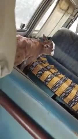 चित्तौड़ गढ़:गौ माता ने जंगल में एक बछड़े को जन्म दिया छोड़ चली गई तो कोई जंगली जानवर नहीं काटे बिन मां बछड़े को पाल रह