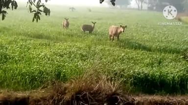 लकड़ी नबीगंज: लकड़ी नवीगंज प्रखंड में नीलगाय के आतंक से किसान परेशान फसल खाकर कर रहा बर्बाद